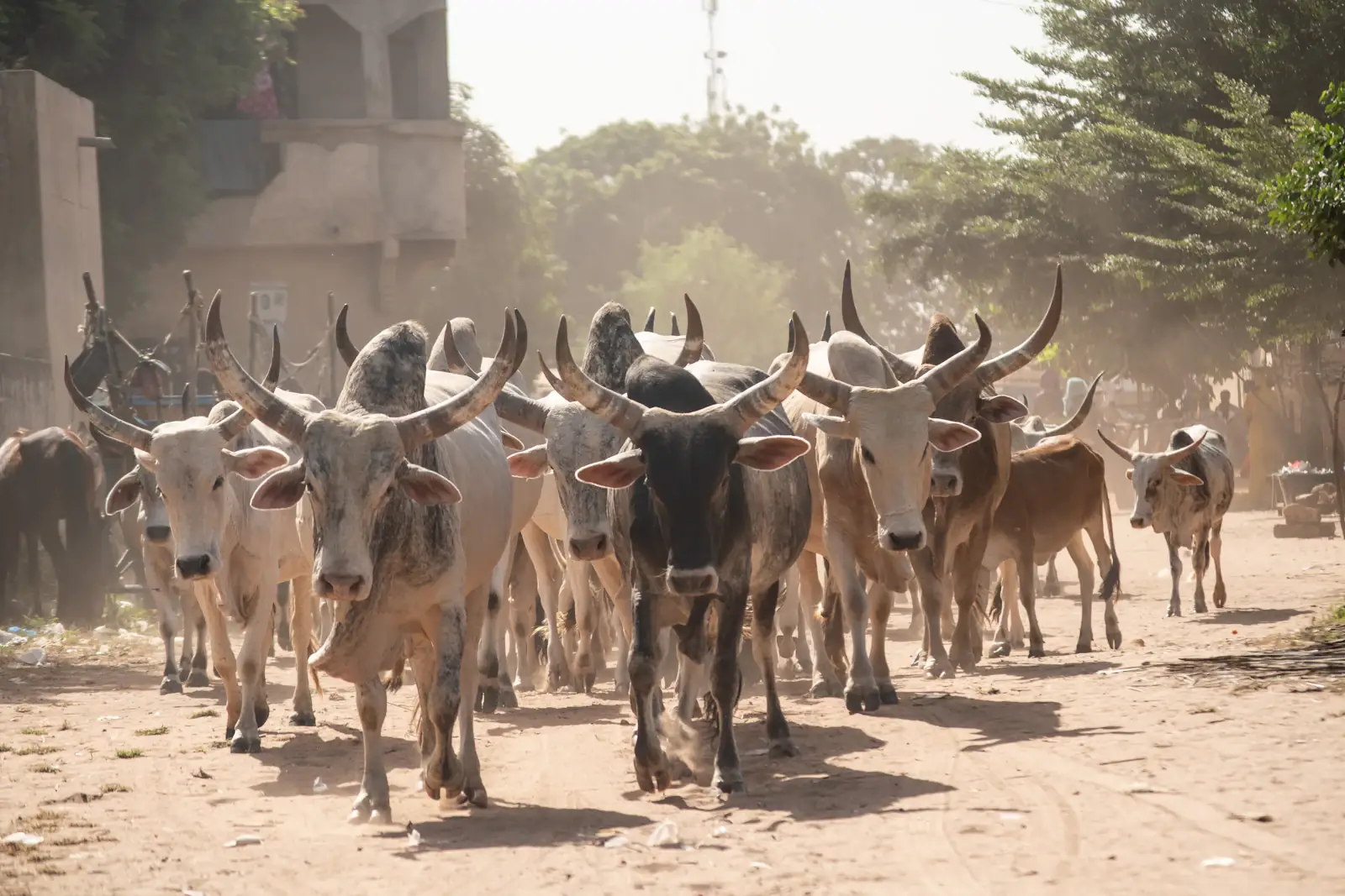 Herd of long-horned cattle walking along a dusty road
