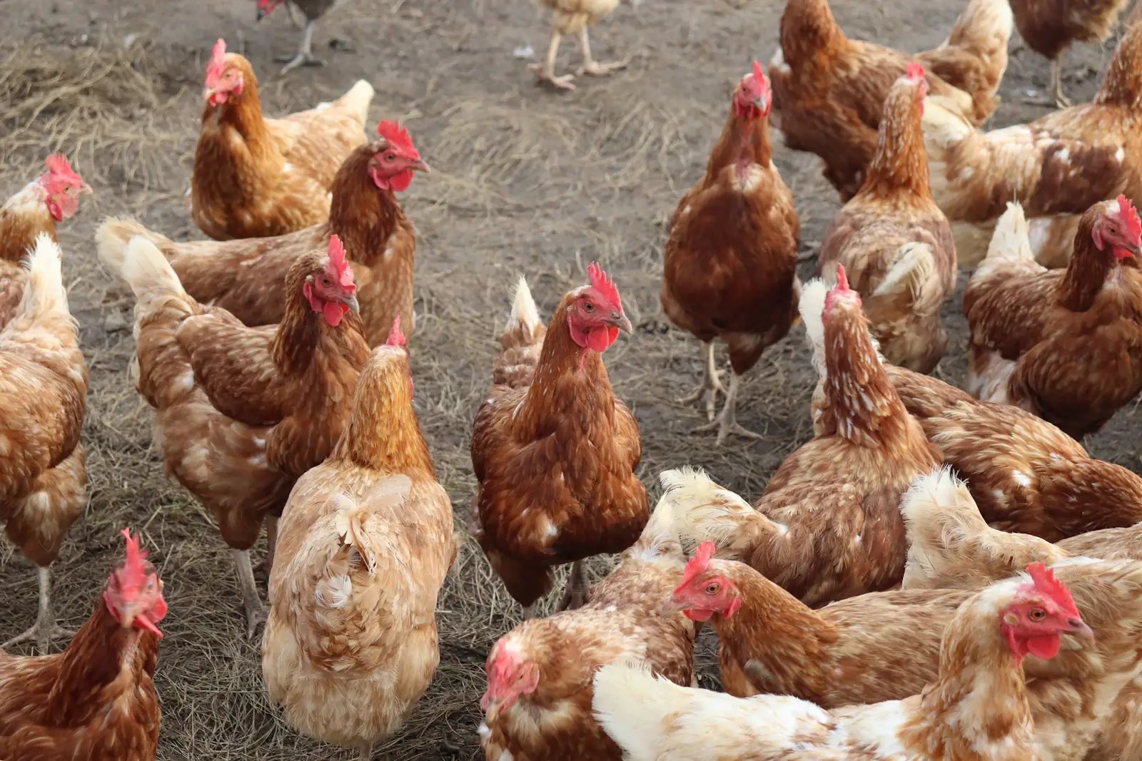 Flock of brown hens on a farm